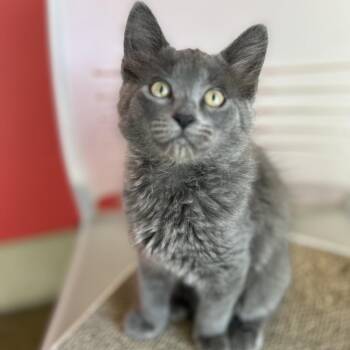 Dover -  Domestic Medium Hair Cat for Adoption in Green Bay, Wisconsin - Dover | PetCurious