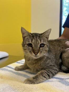 Ruby -  Domestic Short Hair Cat for Adoption in Raleigh, North Carolina - Ruby | PetCurious