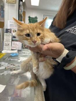 Dylan -  Domestic Medium Hair Cat for Adoption in Ontario, California - Dylan | PetCurious