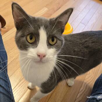 Domestic Short Hair Cats Available for Adoption in Sedalia, Missouri - Shadow | PetCurious