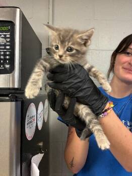 Latte -  Domestic Short Hair Cat for Adoption in Cincinnati, Ohio - Latte | PetCurious