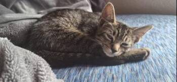 Pete -  Domestic Short Hair Cat for Adoption in Liverpool, Texas - Pete | PetCurious