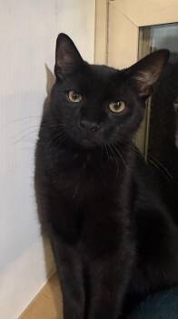 Ozzy w/Zepplin -  Domestic Short Hair Cat for Adoption in Greenwich Township, New Jersey - Ozzy W/Zepplin | PetCurious