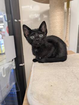 Stoli -  Domestic Short Hair Cat for Adoption in San Antonio, Texas - Stoli | PetCurious