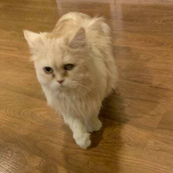 Rescue Turkish Angora Cats for Adoption in Fairfax, Virginia - Omee | PetCurious