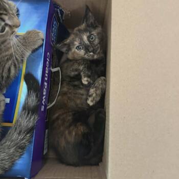Paprika -  Domestic Short Hair Cat for Adoption in Lancaster, Kentucky - Paprika | PetCurious