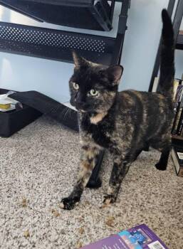 Rescue Tortoiseshell Cats for Adoption in Columbus, Ohio - Luna | PetCurious