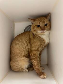 Beech (Beech) -  Domestic Short Hair Cat for Adoption in Johnson City, Tennessee - Beech (Beech) | PetCurious