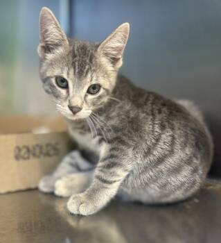 Meowgarita -  Domestic Short Hair Cat for Adoption in Sioux City, Iowa - Meowgarita | PetCurious
