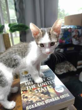 Sugar Rush -  Domestic Short Hair Cat for Adoption in Topeka, Kansas - Sugar Rush | PetCurious