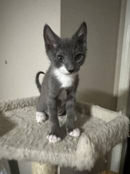 Misty -  Domestic Short Hair Cat for Adoption in Lawrenceville, Georgia - Misty | PetCurious
