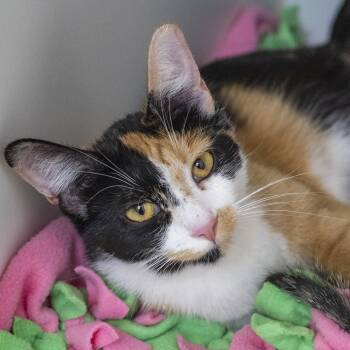 Domestic Short Hair Cats Available for Adoption in Pontiac, Michigan - Gala | PetCurious