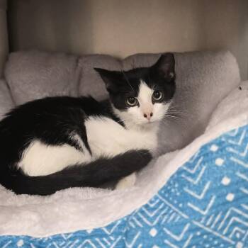 Mowgli -  Domestic Short Hair Cat for Adoption in Orange, Virginia - Mowgli | PetCurious