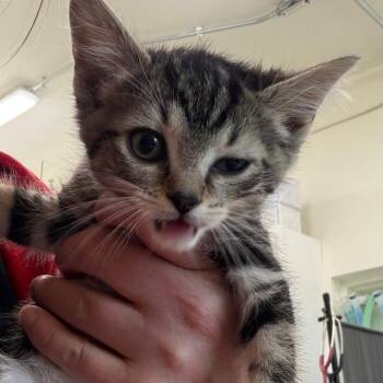 Domestic Short Hair Cats Available for Adoption in Middlebury, Vermont - Ella | PetCurious