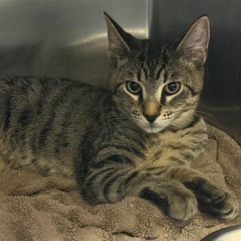 Ivy -  Domestic Short Hair Cat for Adoption in Nashville, Tennessee - Ivy | PetCurious