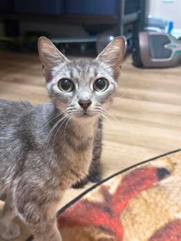 Sushi -  Domestic Short Hair Cat for Adoption in Orlando, Florida - Sushi | PetCurious