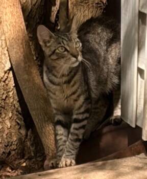Plum Skinny -  Domestic Short Hair Cat for Adoption in Lockhart, Texas - Plum Skinny | PetCurious