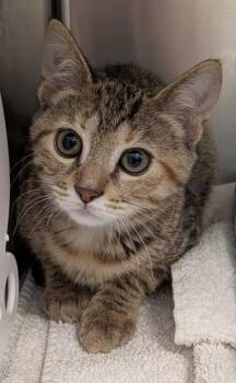 Honey -  Domestic Short Hair Cat for Adoption in Fishers, Indiana - Honey | PetCurious