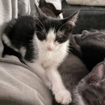 Moo C12231 -  Domestic Short Hair Cat for Adoption - Moo C12231 | PetCurious
