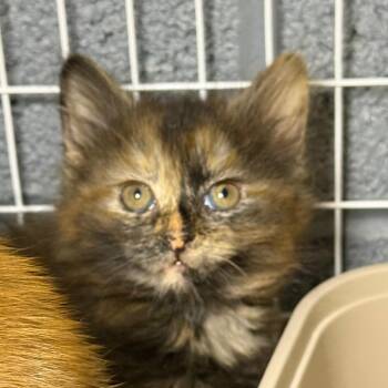 Domestic Long Hair Cats Available for Adoption - Callie 2 | PetCurious