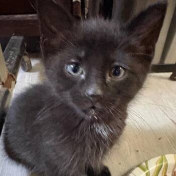 Figaro -  Domestic Medium Hair Cat Available for Adoption in Crookston, Minnesota - Figaro | PetCurious