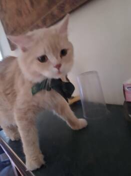 Rescue British Shorthair and Persian Cats for Adoption in Brampton, Ontario - Tommy J | PetCurious