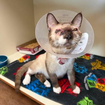 Sparky -  Siamese Cat for Adoption in Port Richey, Florida - Sparky | PetCurious