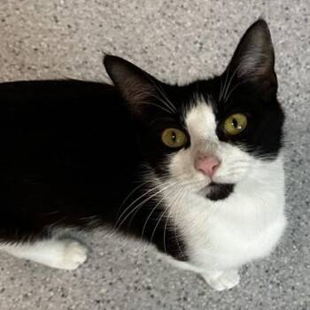 Moira - Lovely and Social -  Tuxedo Cat for Adoption in Hoquiam, Washington - Moira - Lovely And Social | PetCurious