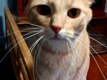 Rescue Tabby Cats for Adoption in Magnolia, Texas - Ting Ting | PetCurious