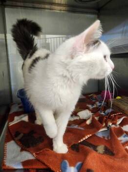 Prince -  Domestic Long Hair Cat for Adoption in New Kensington, Pennsylvania - Prince | PetCurious