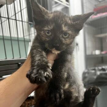 Astel -  Domestic Short Hair Cat for Adoption in Birmingham, Alabama - Astel | PetCurious