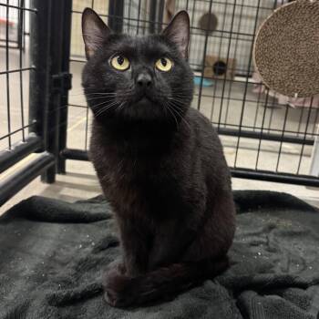 Hammy -  Domestic Short Hair Cat for Adoption in Columbus, Ohio - Hammy | PetCurious
