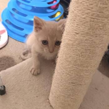 Domestic Short Hair Cats Available for Adoption in Boerne, Texas - Birthday Suit | PetCurious