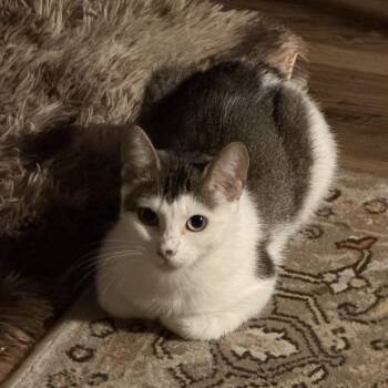 Bella -  Domestic Short Hair Cat for Adoption in Pickering, Ontario - Bella | PetCurious
