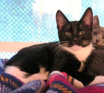 The Milkman -  Tuxedo Cat for Adoption in Bow, Washington - The Milkman | PetCurious
