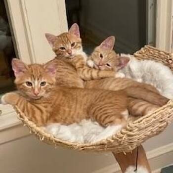 Rescue Domestic Short Hair Cats for Adoption in New Berlin, Wisconsin - Lenny & Squiggy | PetCurious