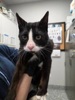 Domestic Short Hair Cats Available for Adoption in Angola, Indiana - Shadow | PetCurious