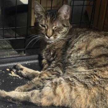 Norma -  Domestic Short Hair Cat for Adoption in Valdosta, Georgia - Norma | PetCurious