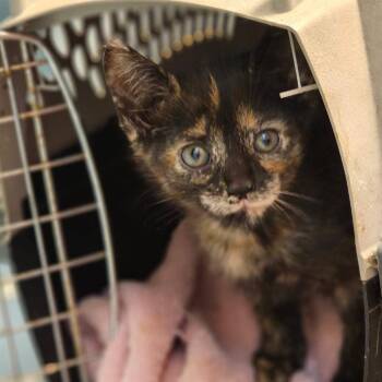 Evangeline -  Domestic Short Hair Cat for Adoption in Madison, Wisconsin - Evangeline | PetCurious