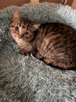 Domestic Short Hair Cats Available for Adoption in Wheaton, Illinois - Tilly | PetCurious