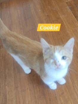 Rescue Domestic Short Hair Cats for Adoption in Ogden, Utah - Cookie B | PetCurious