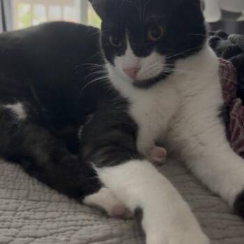 Princess Maggie -  Domestic Short Hair Cat for Adoption in Tampa, Florida - Princess Maggie | PetCurious