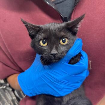 Rescue Domestic Short Hair Cats for Adoption in Akron, New York - Nichola ARC2025-323 | PetCurious