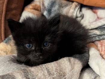 Jilly -  Domestic Long Hair Cat for Adoption in San Antonio, Texas - Jilly | PetCurious