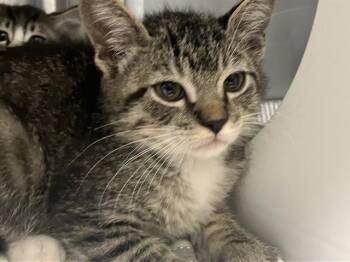 Rescue Domestic Short Hair Cats for Adoption in Tustin, California - FELLA | PetCurious