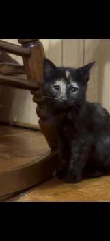 Sapphire -  Domestic Short Hair Cat for Adoption in Johnson City, Tennessee - Sapphire | PetCurious
