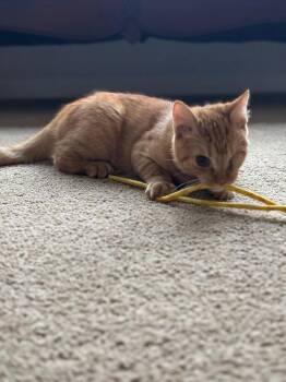 Rescue Domestic Medium Hair Cats for Adoption in Breinigsville, Pennsylvania - Gumby | PetCurious