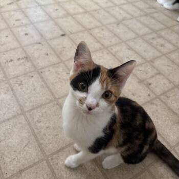 Lorelei -  Calico Cat for Adoption in Melrose, Massachusetts - Lorelei | PetCurious