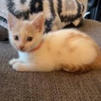 Rescue Domestic Short Hair Cats for Adoption in Waterloo, Iowa - Jerry | PetCurious