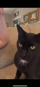 Rescue Domestic Short Hair Cats for Adoption in Nashville, Tennessee - BooBoo | PetCurious